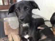 Neguinho