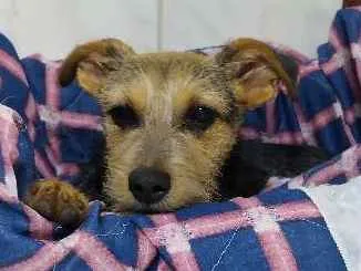 Cachorro ra a Vira lata idade 2 a 6 meses nome Izzie