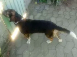 Cachorro raça não sei idade  nome desconhecido