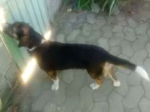Cachorro raça não sei idade  nome desconhecido