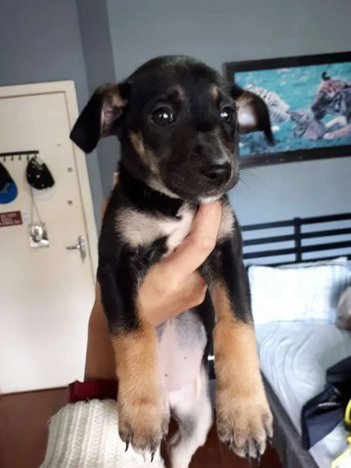 Cachorro ra a SRD idade 2 a 6 meses nome Pança e Robin