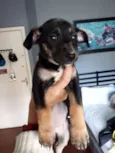 Pança e Robin