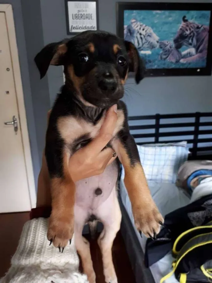 Cachorro ra a SRD idade 2 a 6 meses nome Pança e Robin