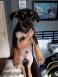 Pança e Robin