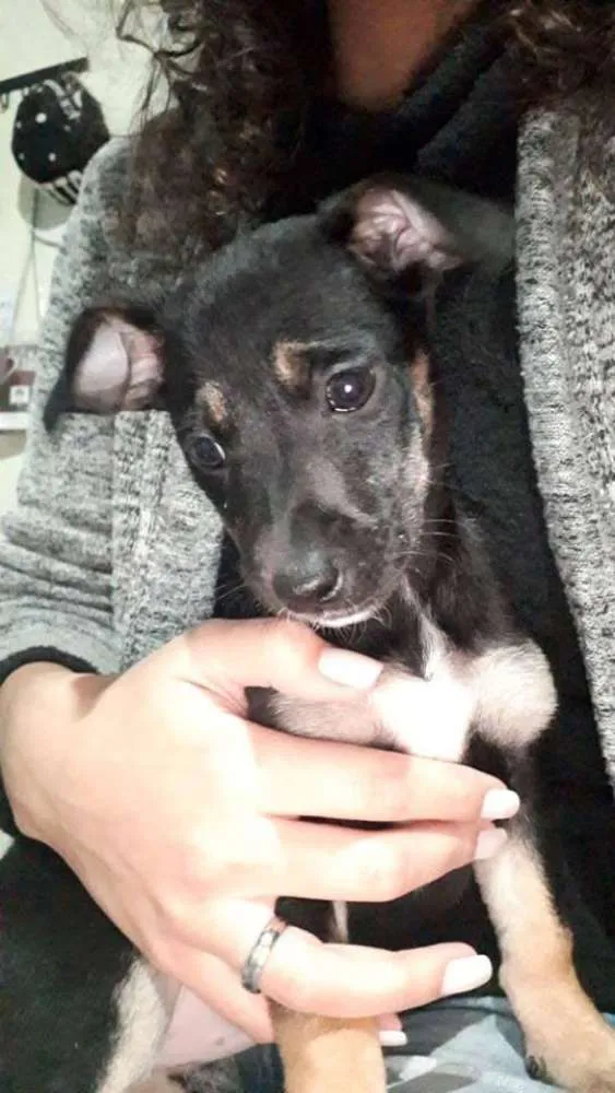 Cachorro ra a SRD idade 2 a 6 meses nome Pança e Robin