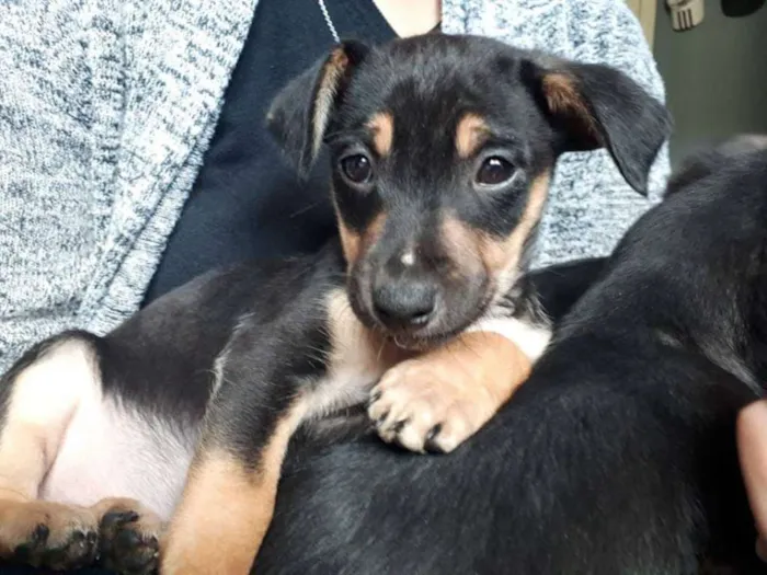 Cachorro ra a SRD idade 2 a 6 meses nome Pança e Robin