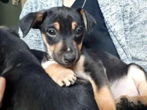 Cachorro raça SRD idade 2 a 6 meses nome Pança e Robin