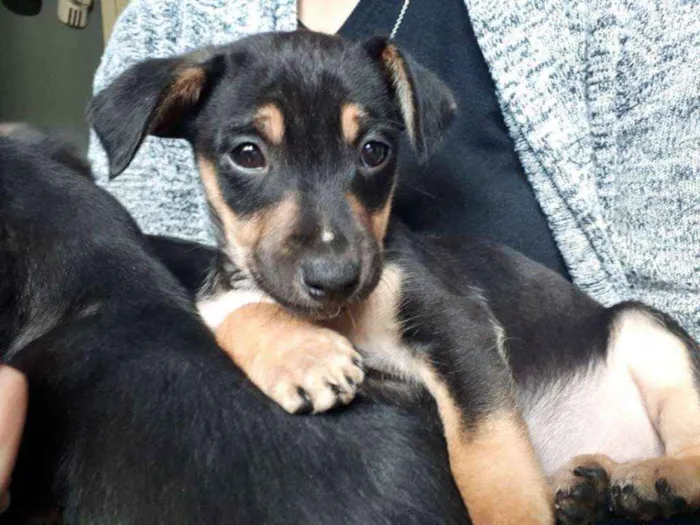 Cachorro ra a SRD idade 2 a 6 meses nome Pança e Robin