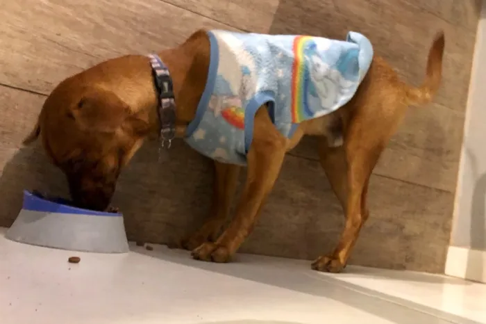 Cachorro ra a Sem raça idade 2 a 6 meses nome Marrom