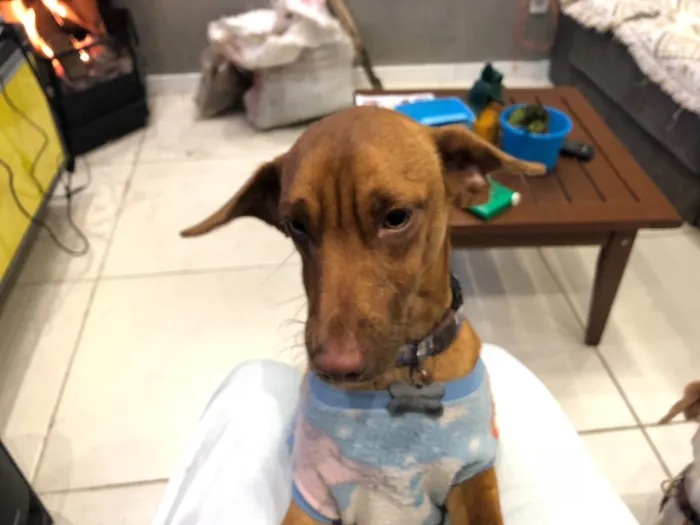 Cachorro ra a Sem raça idade 2 a 6 meses nome Marrom
