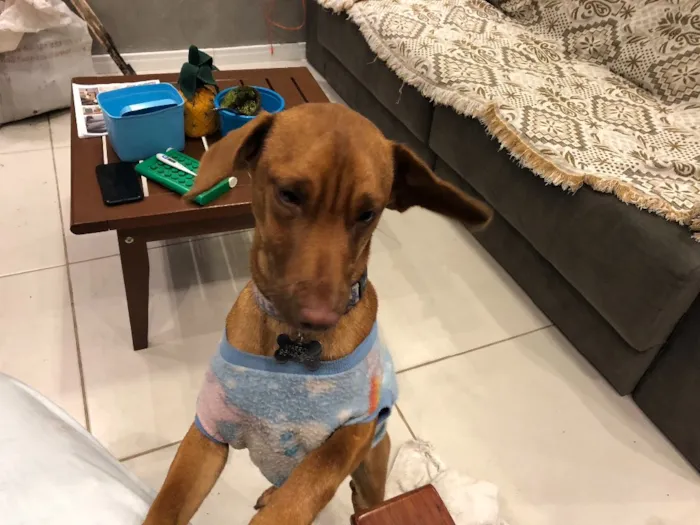 Cachorro ra a Sem raça idade 2 a 6 meses nome Marrom