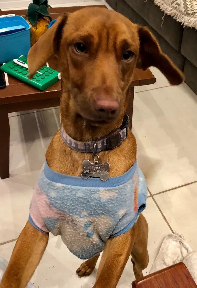 Cachorro ra a Sem raça idade 2 a 6 meses nome Marrom