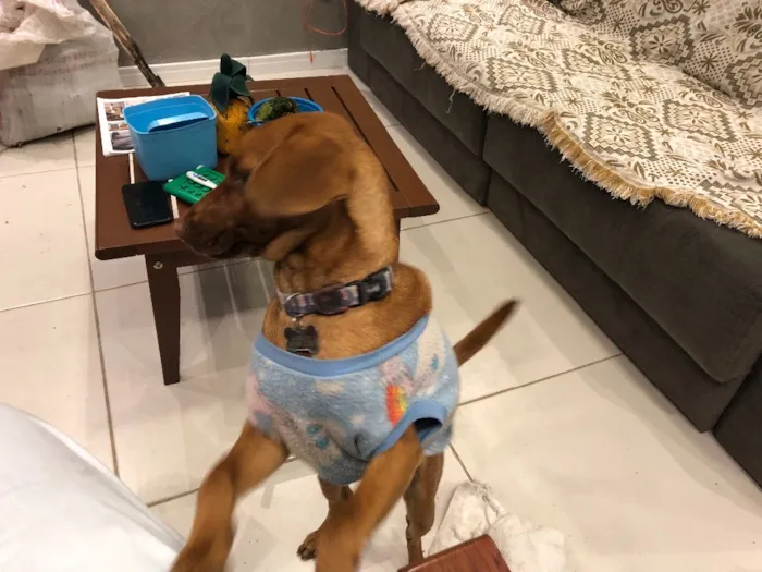 Cachorro ra a Sem raça idade 2 a 6 meses nome Marrom