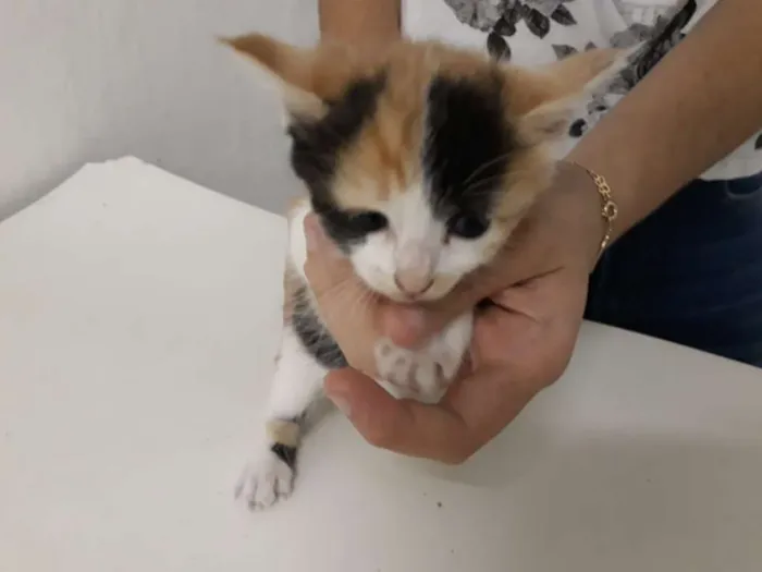 Gato ra a SRD idade Abaixo de 2 meses nome Filhote 