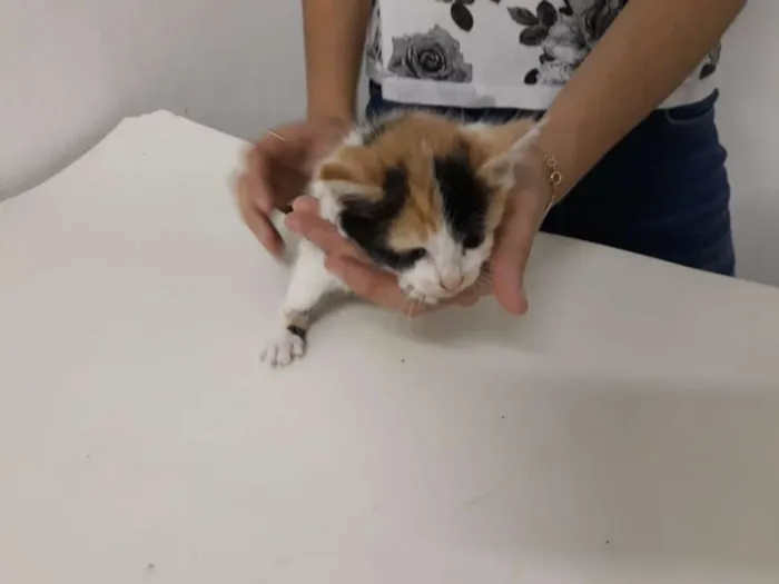 Gato ra a SRD idade Abaixo de 2 meses nome Filhote 