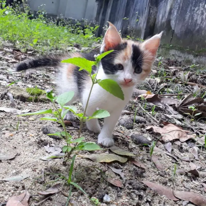 Gato ra a SRD idade Abaixo de 2 meses nome Filhote 
