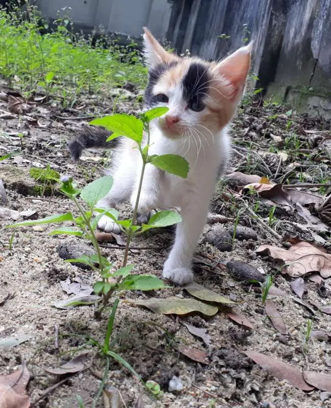 Gato ra a SRD idade Abaixo de 2 meses nome Filhote 