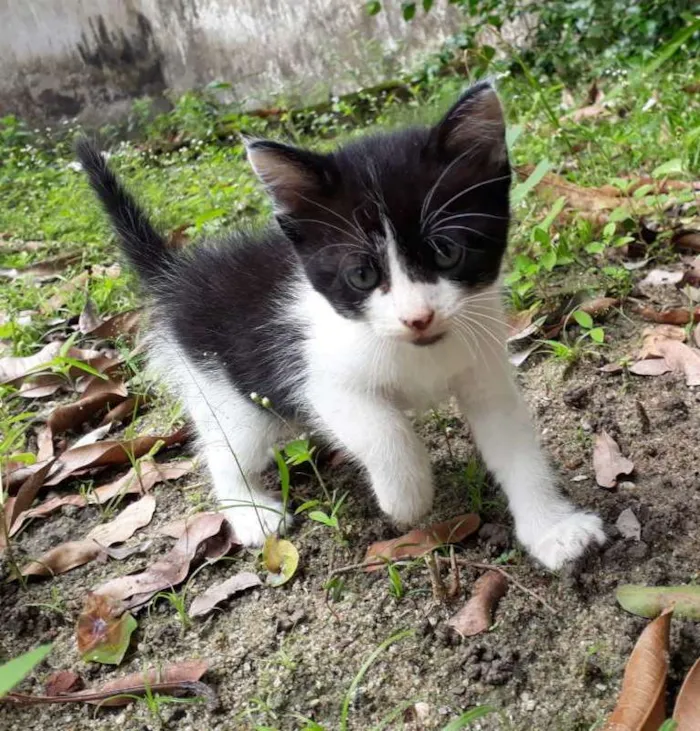 Gato ra a SRD idade Abaixo de 2 meses nome Sem nome 