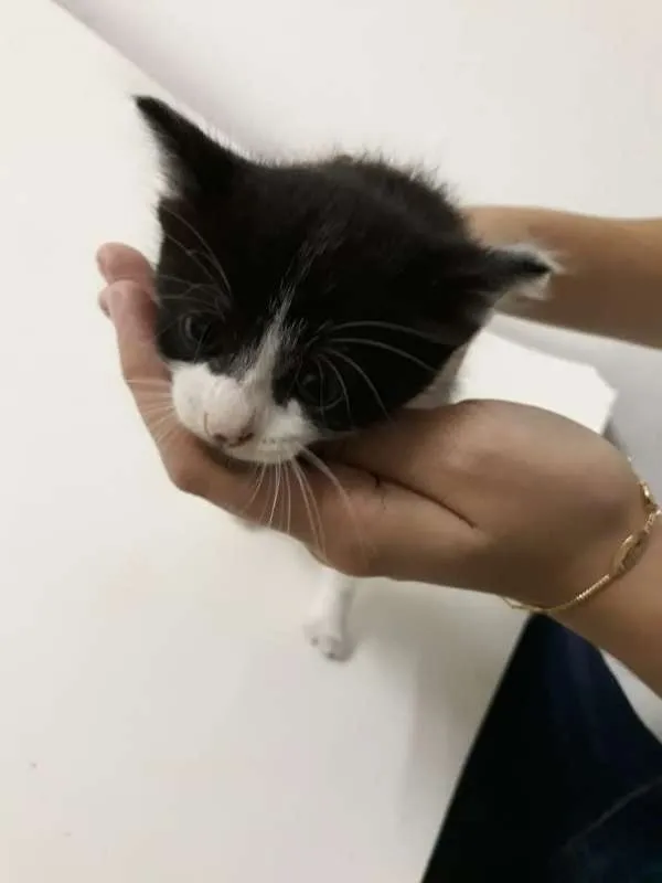 Gato ra a SRD idade Abaixo de 2 meses nome Sem nome 