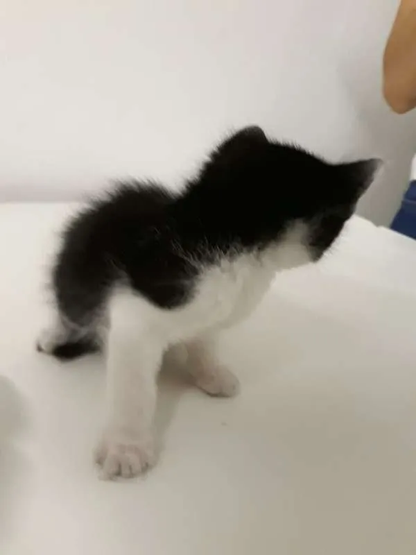 Gato ra a SRD idade Abaixo de 2 meses nome Sem nome 