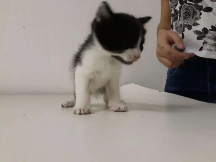 Gato ra a SRD idade Abaixo de 2 meses nome Sem nome 