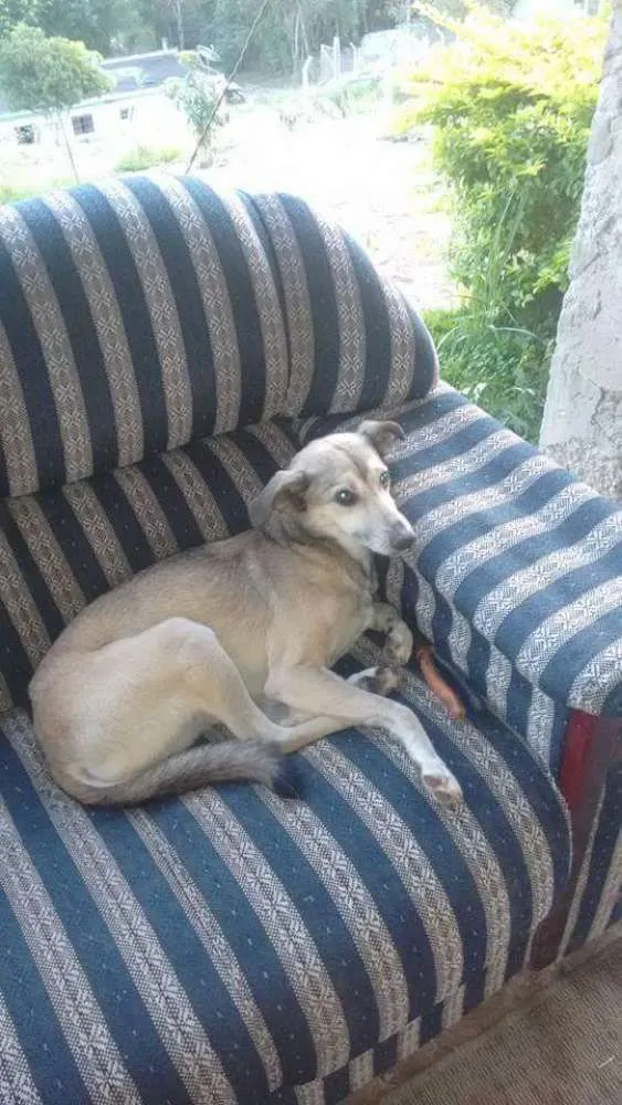 Cachorro ra a Srd idade 6 ou mais anos nome Fifi