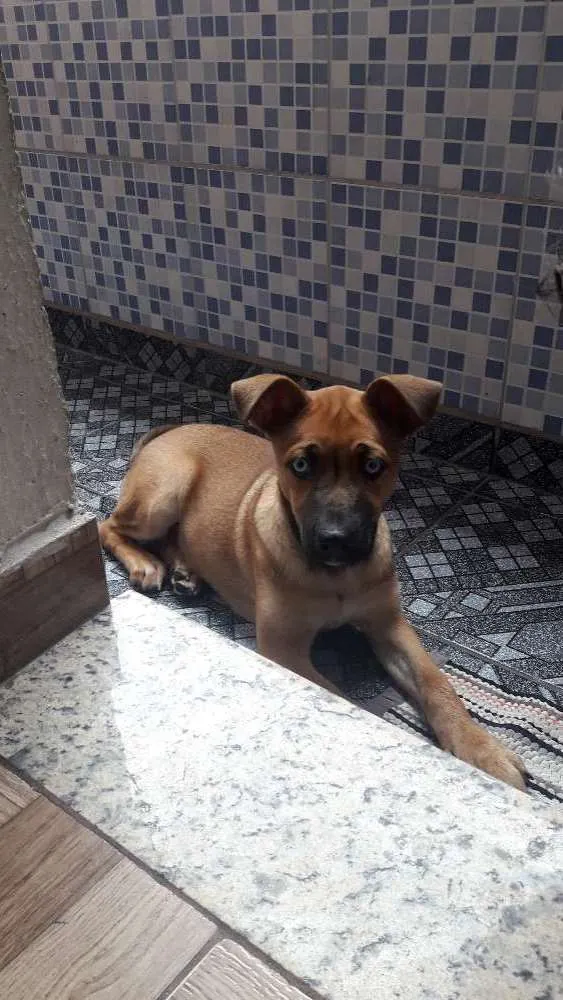 Cachorro ra a Indefinida idade 7 a 11 meses nome Meg
