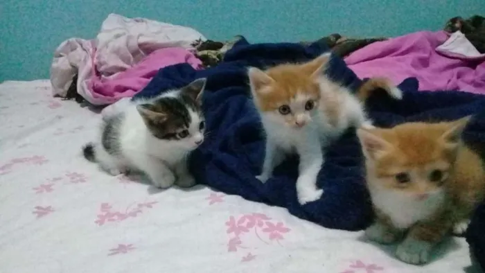 Gato raça Vira lata idade Abaixo de 2 meses nome Peludinho