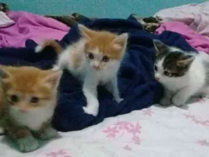 Gato raça Vira lata idade Abaixo de 2 meses nome Peludinho