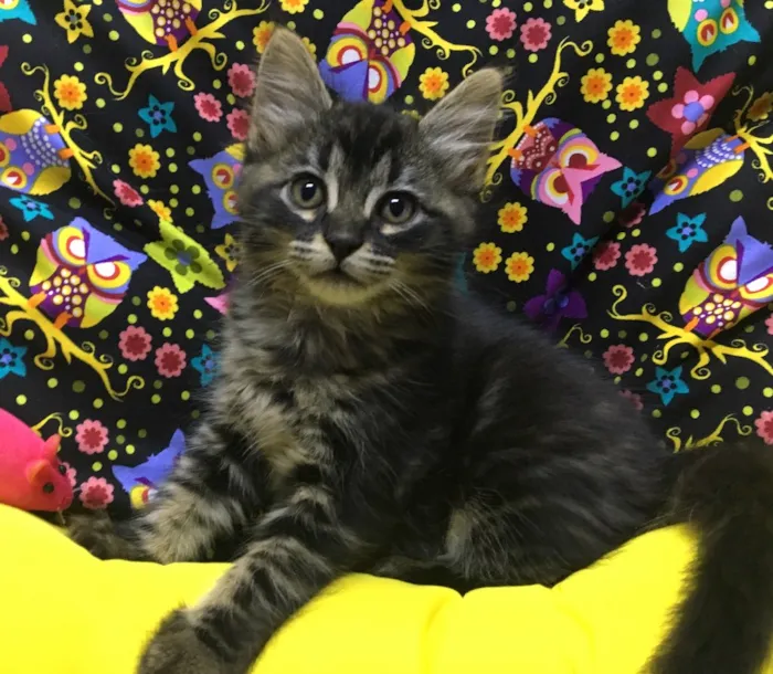 Gato ra a SRD idade 2 a 6 meses nome SUNSHINE