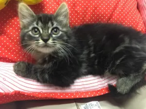Gato raça SRD idade 2 a 6 meses nome SUNSHINE