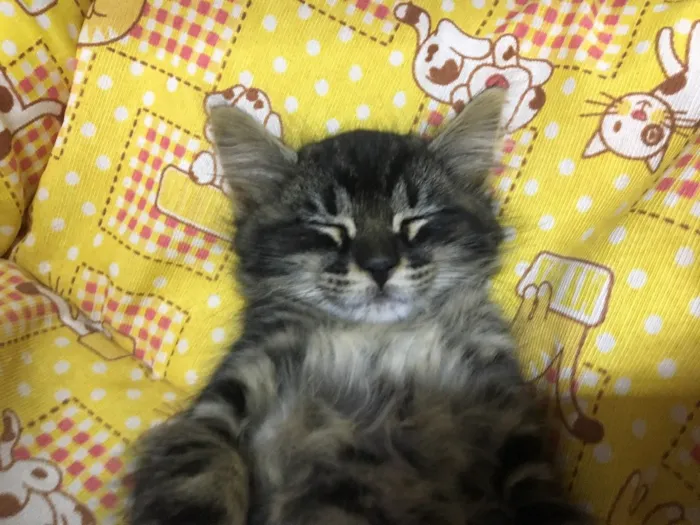 Gato ra a SRD idade 2 a 6 meses nome SUNSHINE