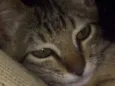 Fran