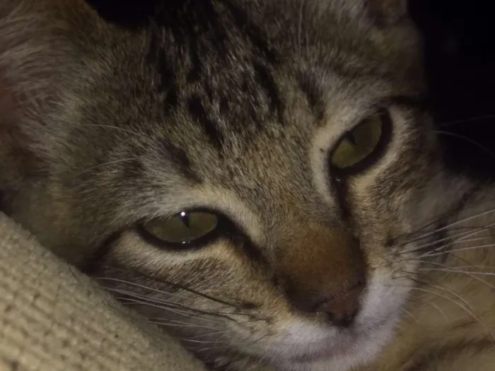 Gato ra a SRD idade 2 a 6 meses nome Fran