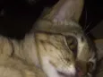 Fran
