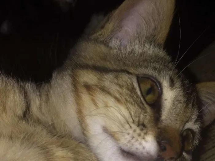 Gato ra a SRD idade 2 a 6 meses nome Fran