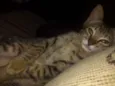 Fran