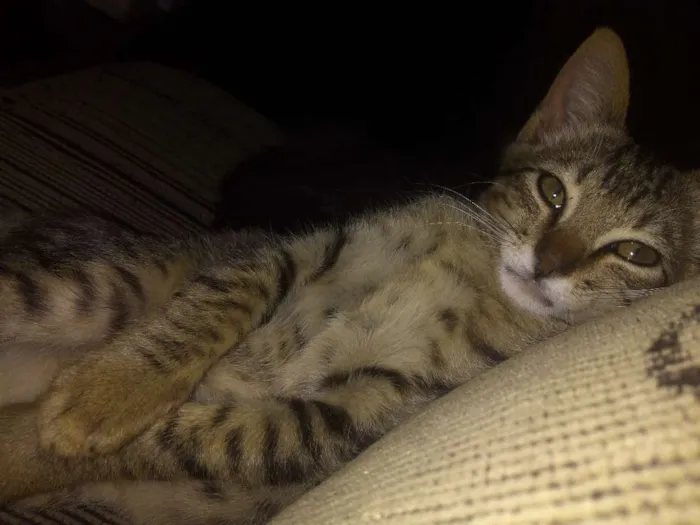 Gato ra a SRD idade 2 a 6 meses nome Fran