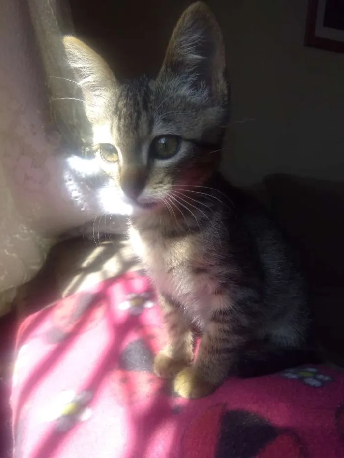 Gato ra a SRD idade 2 a 6 meses nome Fran