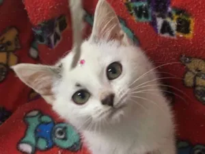 Gato raça SRD idade 2 a 6 meses nome JASMIM
