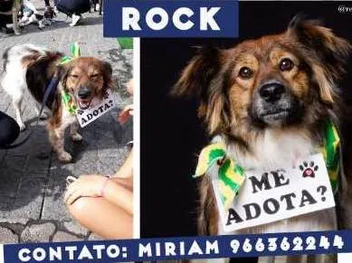 Cachorro ra a SRD idade 4 anos nome Rock