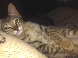 Gato raça SRD idade 2 a 6 meses nome Fran