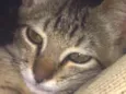 Fran