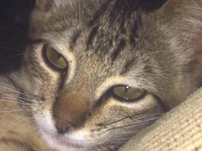 Gato ra a SRD idade 2 a 6 meses nome Fran