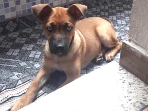 Cachorro raça Indefinida idade 7 a 11 meses nome Meg