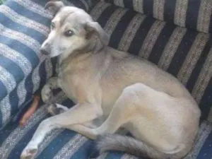 Cachorro raça Srd idade 6 ou mais anos nome Fifi