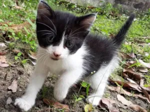 Gato raça SRD idade Abaixo de 2 meses nome Sem nome 