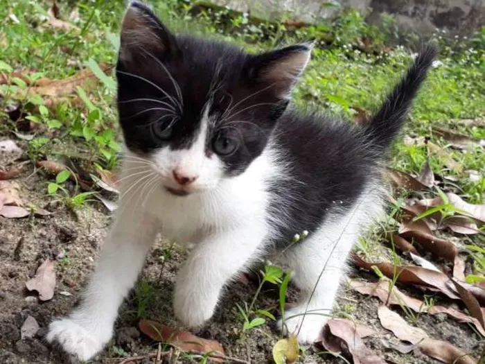 Gato ra a SRD idade Abaixo de 2 meses nome Sem nome 
