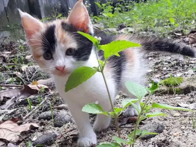 Gato ra a SRD idade Abaixo de 2 meses nome Filhote 