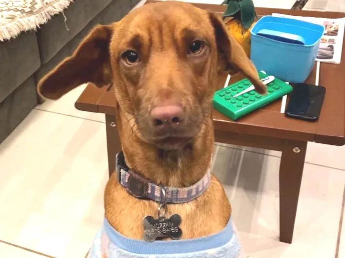 Cachorro ra a Sem raça idade 2 a 6 meses nome Marrom